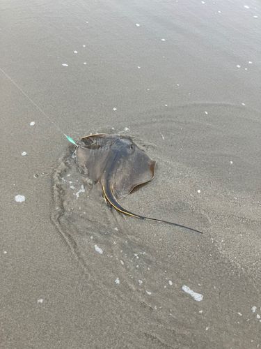 エイの釣果