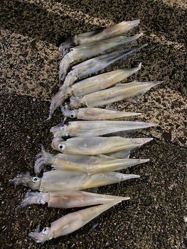 ヤリイカの釣果