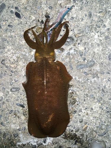 アオリイカの釣果