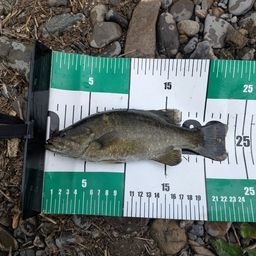 スモールマウスバス