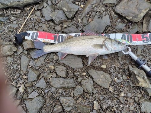 スズキの釣果