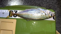 マアジの釣果