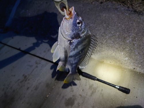 キビレの釣果