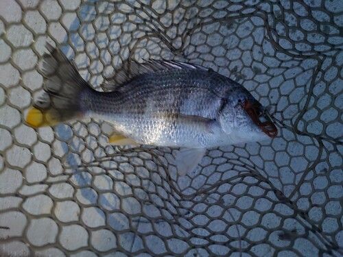キビレの釣果