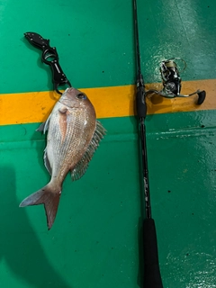 マダイの釣果