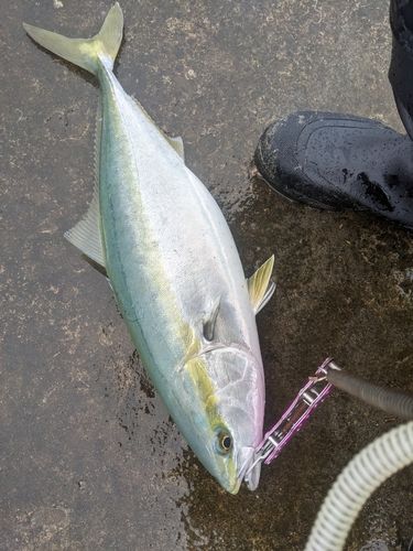 イナダの釣果
