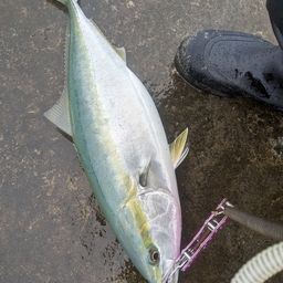 イナダ