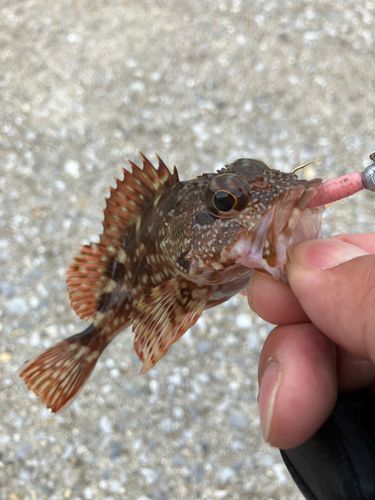 カサゴの釣果