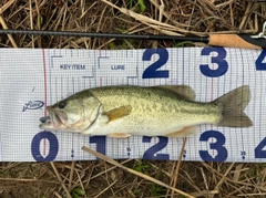 ラージマウスバスの釣果