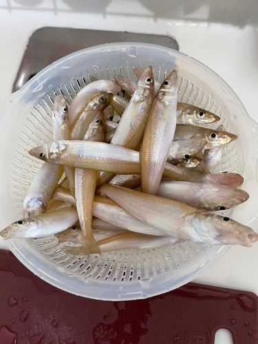 キスの釣果
