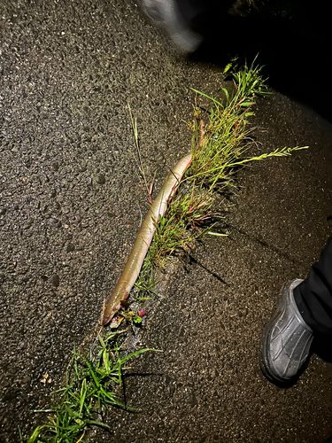 ウナギの釣果