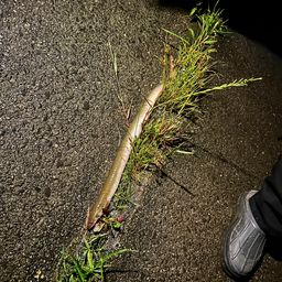 ウナギ