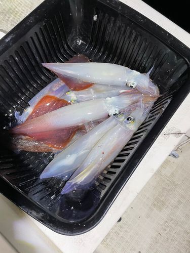 ケンサキイカの釣果