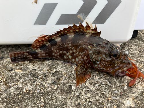 カサゴの釣果