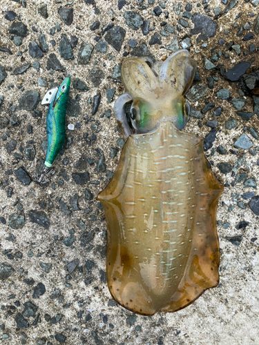 アオリイカの釣果