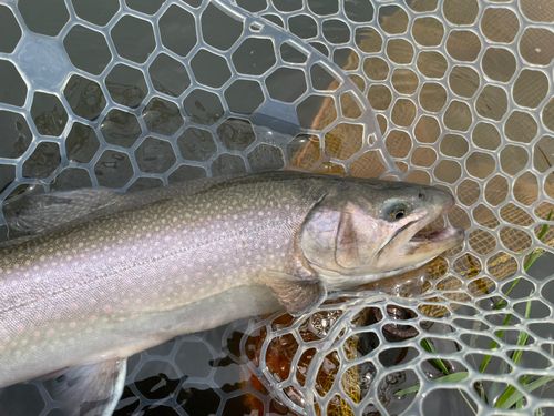 ブルックトラウトの釣果