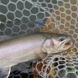 ブルックトラウト