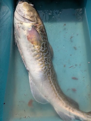マダラの釣果