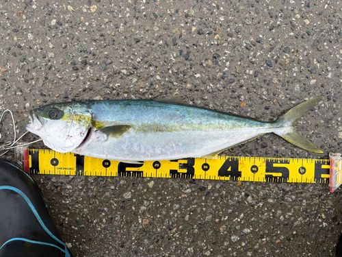 ヒラマサの釣果