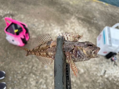 アナハゼの釣果