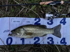 ラージマウスバスの釣果