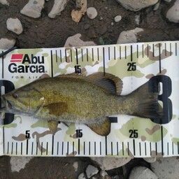 スモールマウスバス