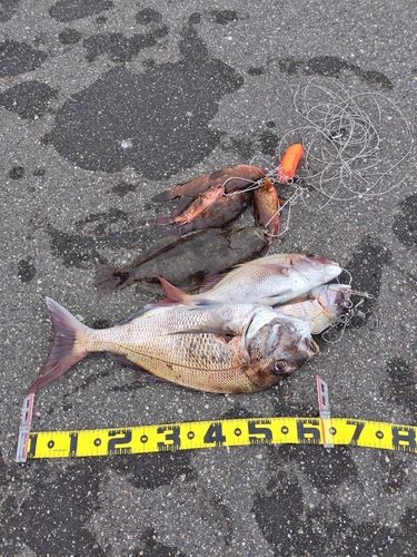 マダイの釣果