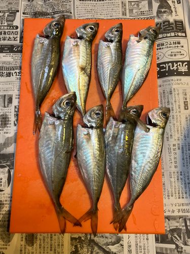 アジの釣果