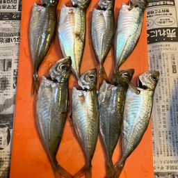 アジ