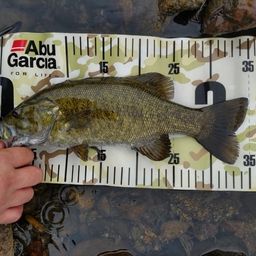 スモールマウスバス