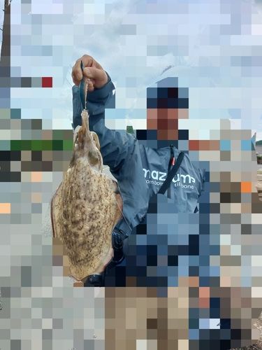 モンゴウイカの釣果