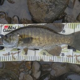 スモールマウスバス