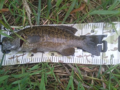 スモールマウスバスの釣果