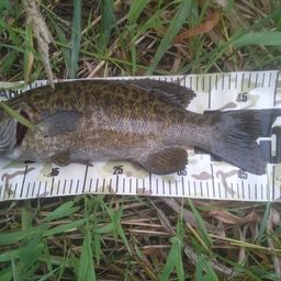 スモールマウスバス