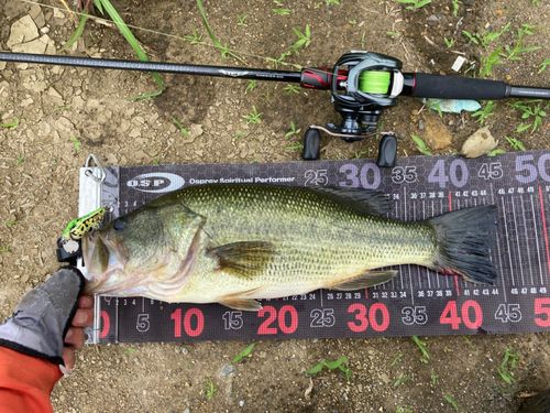 ブラックバスの釣果