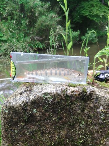 ヤマメの釣果