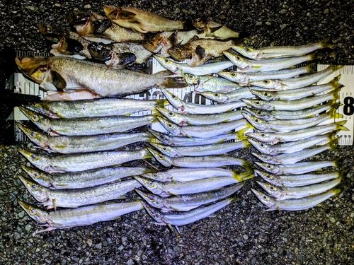 カマスの釣果