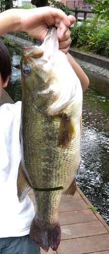 ラージマウスバス