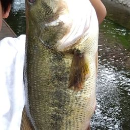 ラージマウスバス