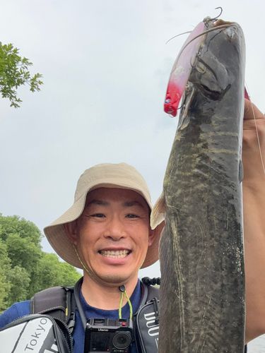 ナマズの釣果