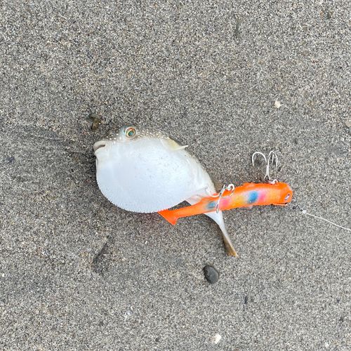 クサフグの釣果