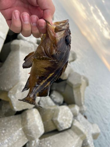 エゾメバルの釣果