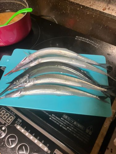 サヨリの釣果