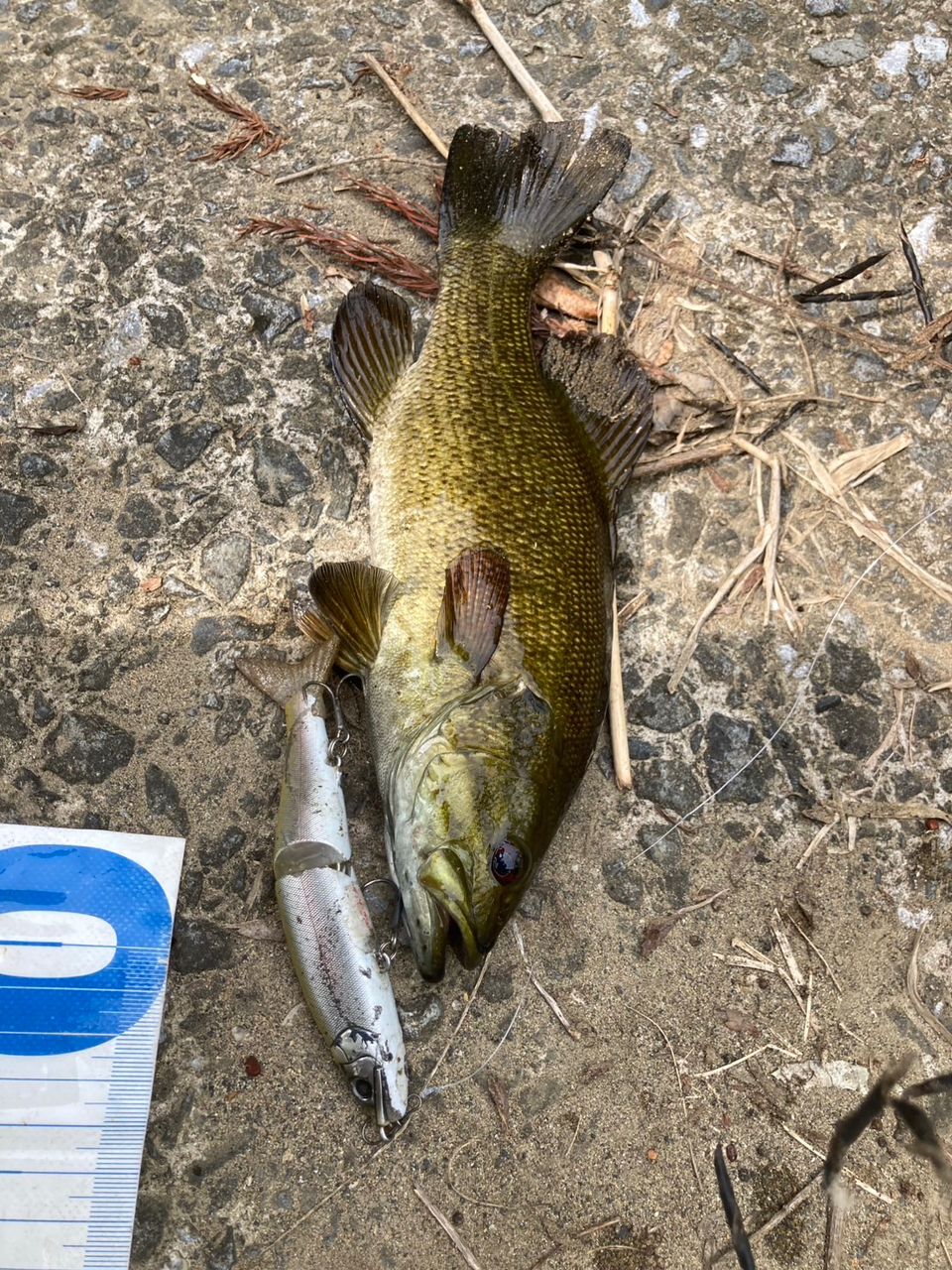 スモールマウスバス