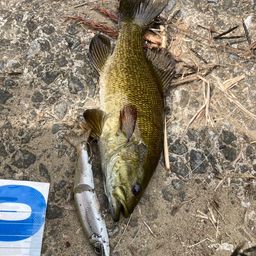 スモールマウスバス