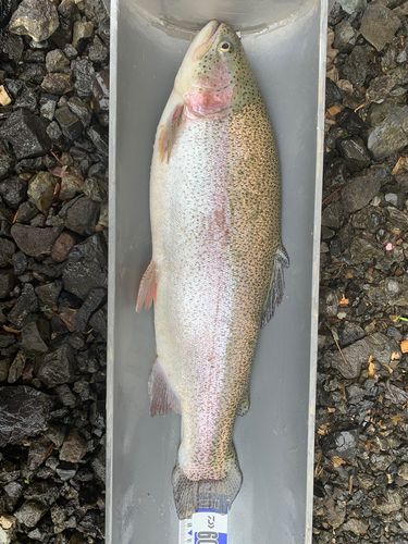 トラウトの釣果