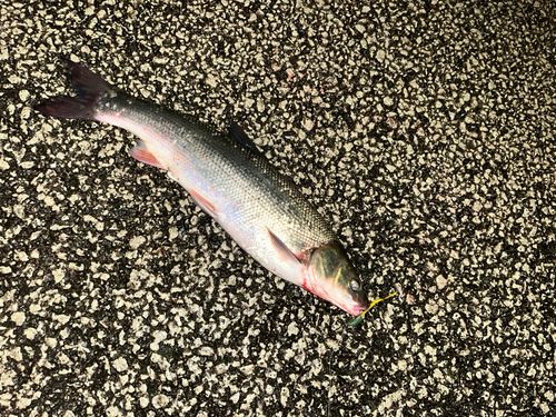 マルタウグイの釣果