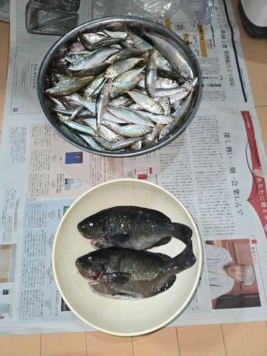 アジの釣果