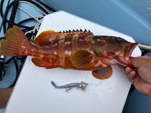アカハタの釣果