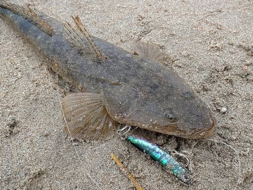 マゴチの釣果